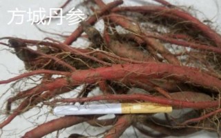 河南省范县的特产,范县大包子深受食客喜爱