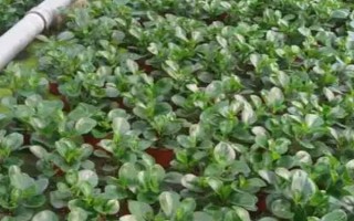 怎么给碧玉换土，养殖1-2年后就要进行换土一次