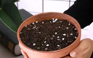 种植多肉植物的方法，种植前要修剪过长过密的根系