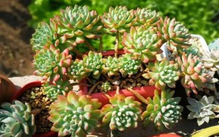 蓝苹果多肉怎么养殖，生长期间每隔10-15天浇一次水