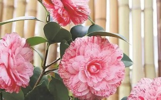 山茶花有什么花语,寓意着理想的爱、可爱俏皮、高洁孤傲