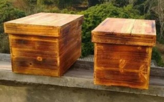 黄腰虎头蜂适合养殖吗，因腹部第1-2节背板呈黄橙色而得名