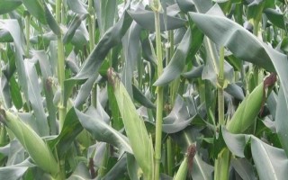 益甜608玉米种子特征特性,每亩种植3000~3200株