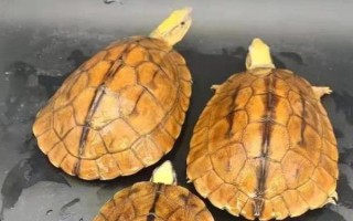 金钱龟苗怎么养殖，定时定量投喂饲料