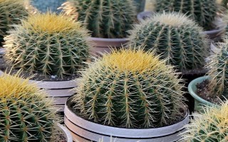 仙人球播种出苗后如何养护，出苗后就要确保足够的阳光条件