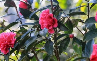 茶花开一半就掉的原因，可能是湿度过低、缺乏光照等因素造成