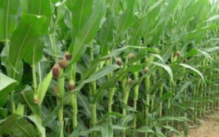 五单2号玉米种子介绍，注意防治病虫害