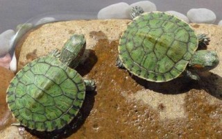 巴西龟几年可以长到12厘米，不同的生长环境下体型发育速度不同