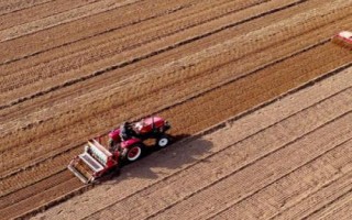 油菜籽春天能种吗，春季适合种植油菜籽