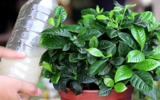 栀子花不开花的原因，主要是湿度过低、光照不足、施肥不当引起