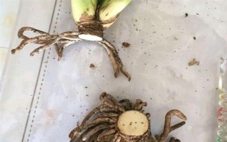 君子兰不长新叶怎么处理,需更换土壤、修剪烂根等