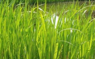 菖蒲有什么名贵品种，姬石菖每株售价25元左右