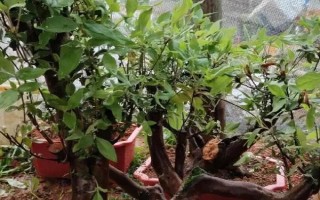 映山红桩皮青不发芽的处理方式，要选择合适的土壤