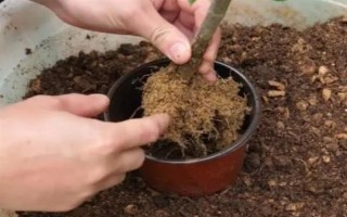 栀子花的水养方法,每隔2-3天换一次水