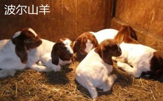 羊的繁殖性能介绍，不同品种的繁殖能力有区别