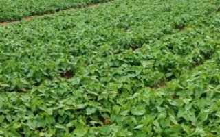 地瓜亩产多少，亩产量为4000-5000kg左右