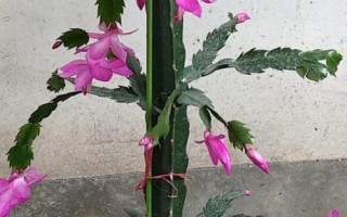 蟹爪兰的嫁接方法，适应能力特别强