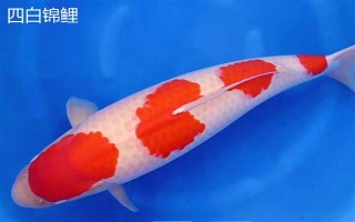 黑色锦鲤鱼的其它叫法，别称乌鲤是锦鲤中的原始品种