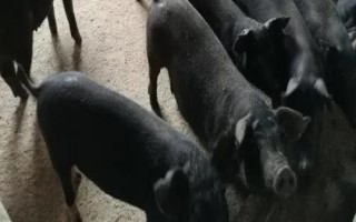 如何有效的提高黑猪仔猪成活率,首先保证分娩区的温度