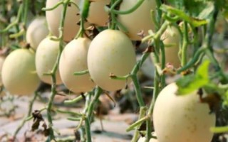 甜瓜多久可以成熟，开花后50天左右便可成熟