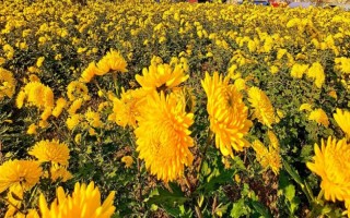 秋季适合种哪些花，可以种菊花、桂花、蝴蝶兰等