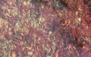 红虫的养殖技术,养殖期间要根据气温和水温调节水位