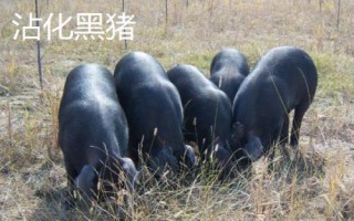 山东沾化的特产，大部分人都会想到沾化冬枣