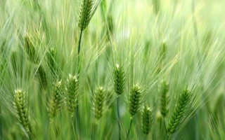 泽麦3号小麦种子简介，该品种为冬性品种