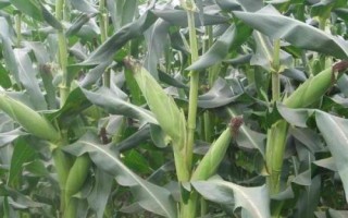 禾丰177玉米种子特点,中抗茎腐病(17.4%MR)