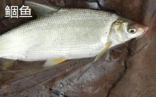 9号伊豆鱼钩的体型，钩身长度接近13毫米