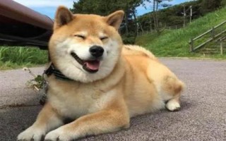 柴犬的智商排名，在狗狗智商排名上处于79名以外