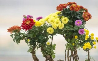 盆栽菊花如何养殖，夏季每天都浇一次水