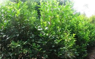 冬青与法国冬青有什么区别，前者属于冬青科、后者属于忍冬科