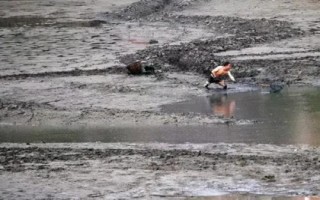 锯缘青蟹如何养殖,是我国珍贵的水产品之一