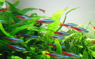 宝莲灯鱼身上有白点的原因，水温过低或身体表面有小瓜虫都会导致