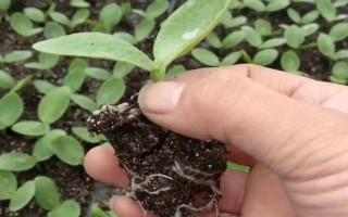 南瓜的种植方式，选择4月至5月之间进行栽种