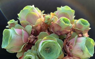 山地玫瑰枯萎后如何处理,要控制浇水量、放在有散光的地方养护