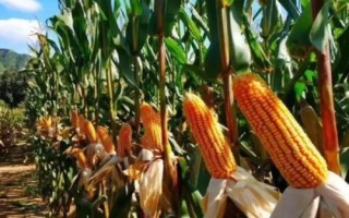 东禹108玉米品种的特性，4月下旬至5月上旬播种