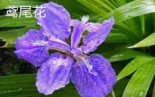 有哪些蓝色花卉,常见的有勿忘我、蓝雪花等