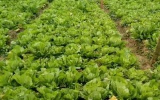 芥菜的田间管理方法，每次培土都需追施肥一次