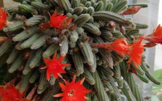 仙人指花卉花期的养殖方法,花期每隔15天追施一次肥料