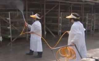 小鸡苗的养殖方法，雏鸡苗一定要注意保温