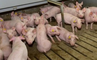 引起猪流感的原因，可通过呼吸道飞沫传染