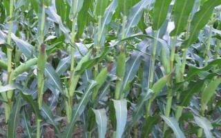 新糯玉12号玉米品种的特性，选择中等肥力以上地块种植