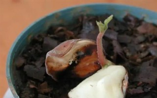 苹婆的种植方法，要使用点播的形式