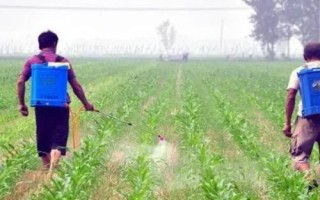 玉米苗后除草剂选择注意事项，不同药剂的使用方法不同