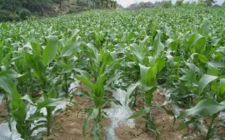 裕丰358玉米种子介绍，春播平均生育期117.8天