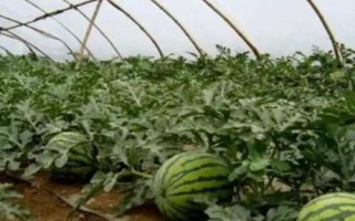 西瓜疫病症状，主要危害西瓜的根茎部