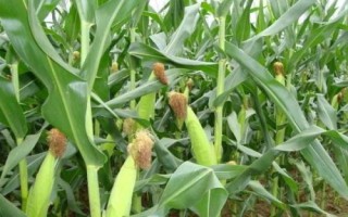 D1688玉米品种的特性，中抗茎腐病