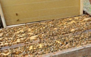 蜜蜂养殖的秘诀，以下7点需谨记